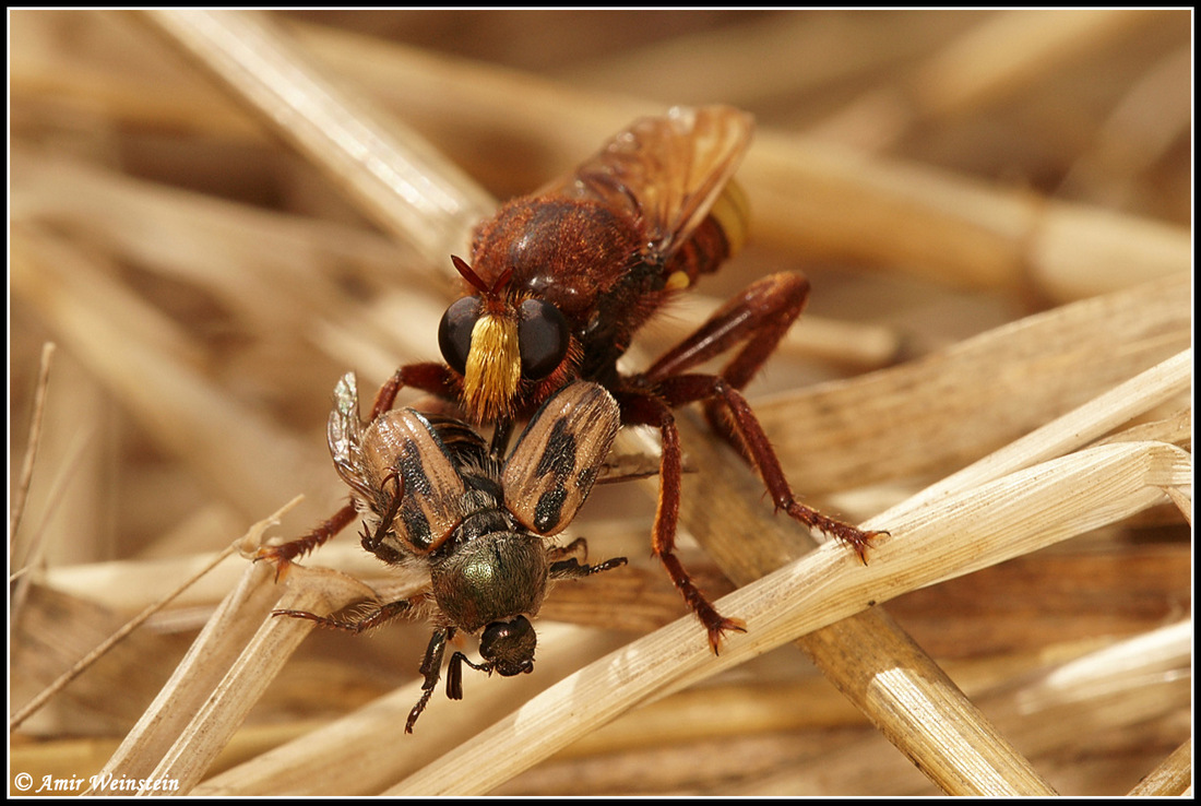 Laphria dizonias